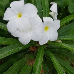 Meet your Posher, Jeanne